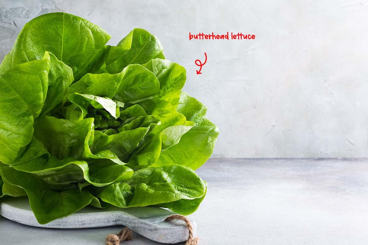 The head of butterhead lettuce is formed from loose leaves that are soft and smooth, and that comes with a red tinge or a uniform, pale green, which turns lighter closer to the center.