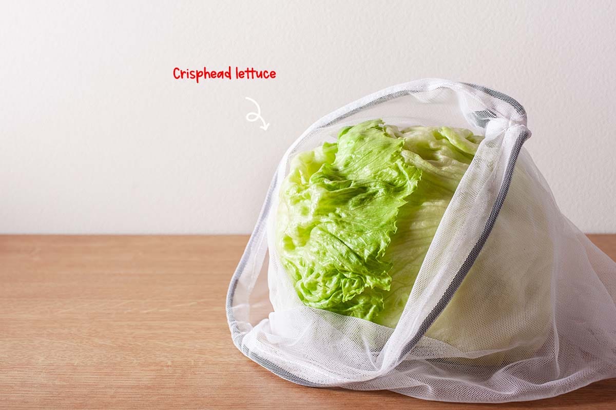Usually called "iceberg," this type of lettuce is probably the most familiar here in the U.S. It is generally wrapped in shrink film and appears on most grocery stores' shelves.