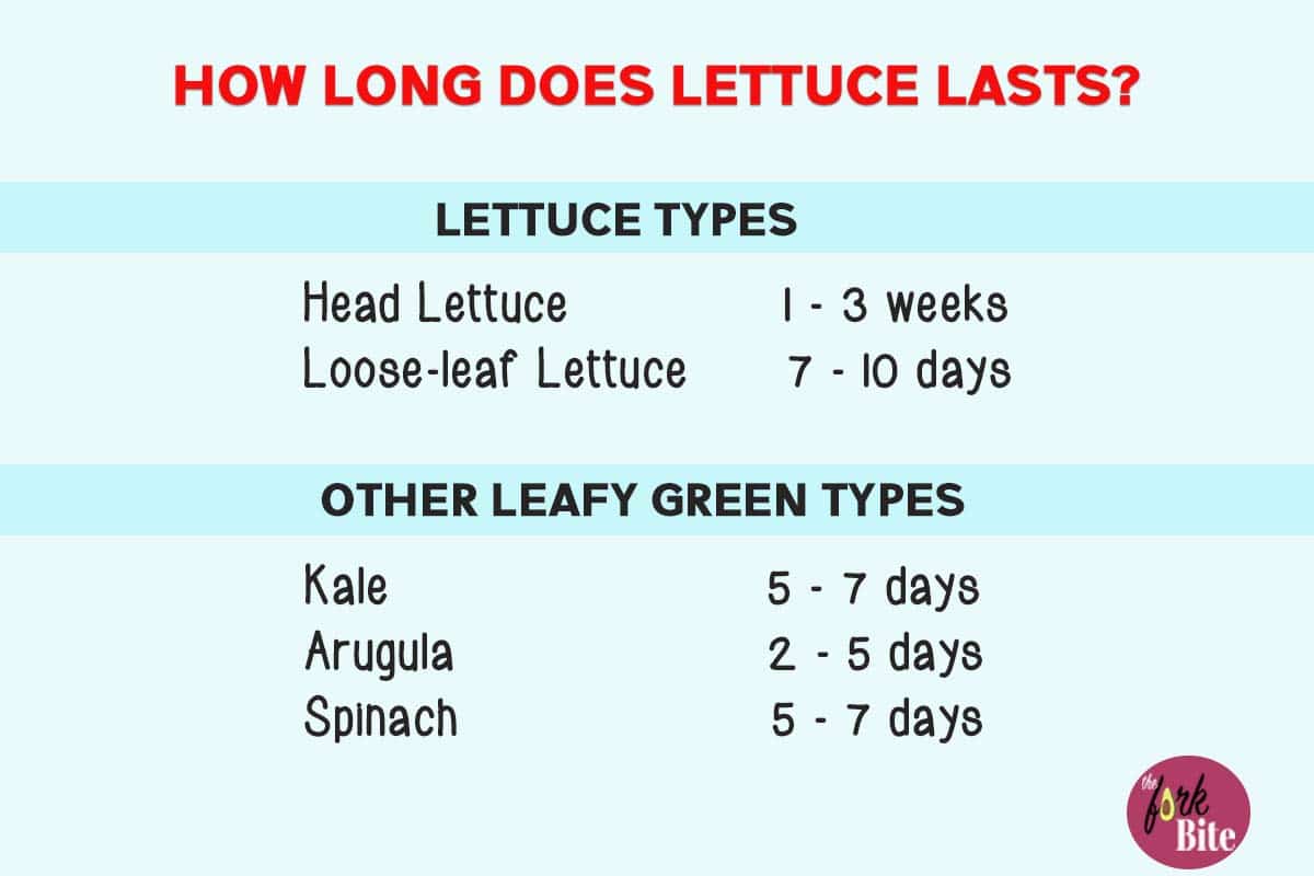 The length of time you can store lettuce varies according to the type of lettuce and how you store it.