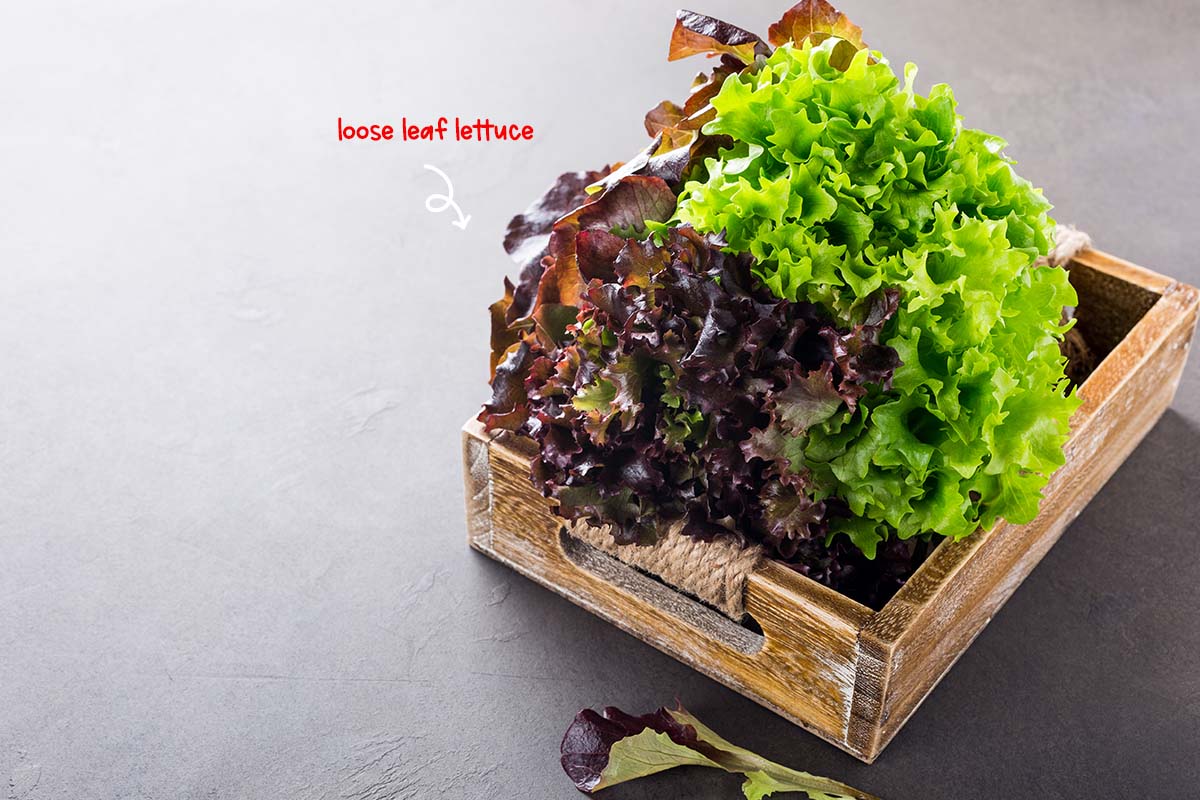 Loose-leaf lettuce has big, open, crumpled looking leaves. It grows around a middle stalk and not a compact one as with crisphead and romaine.