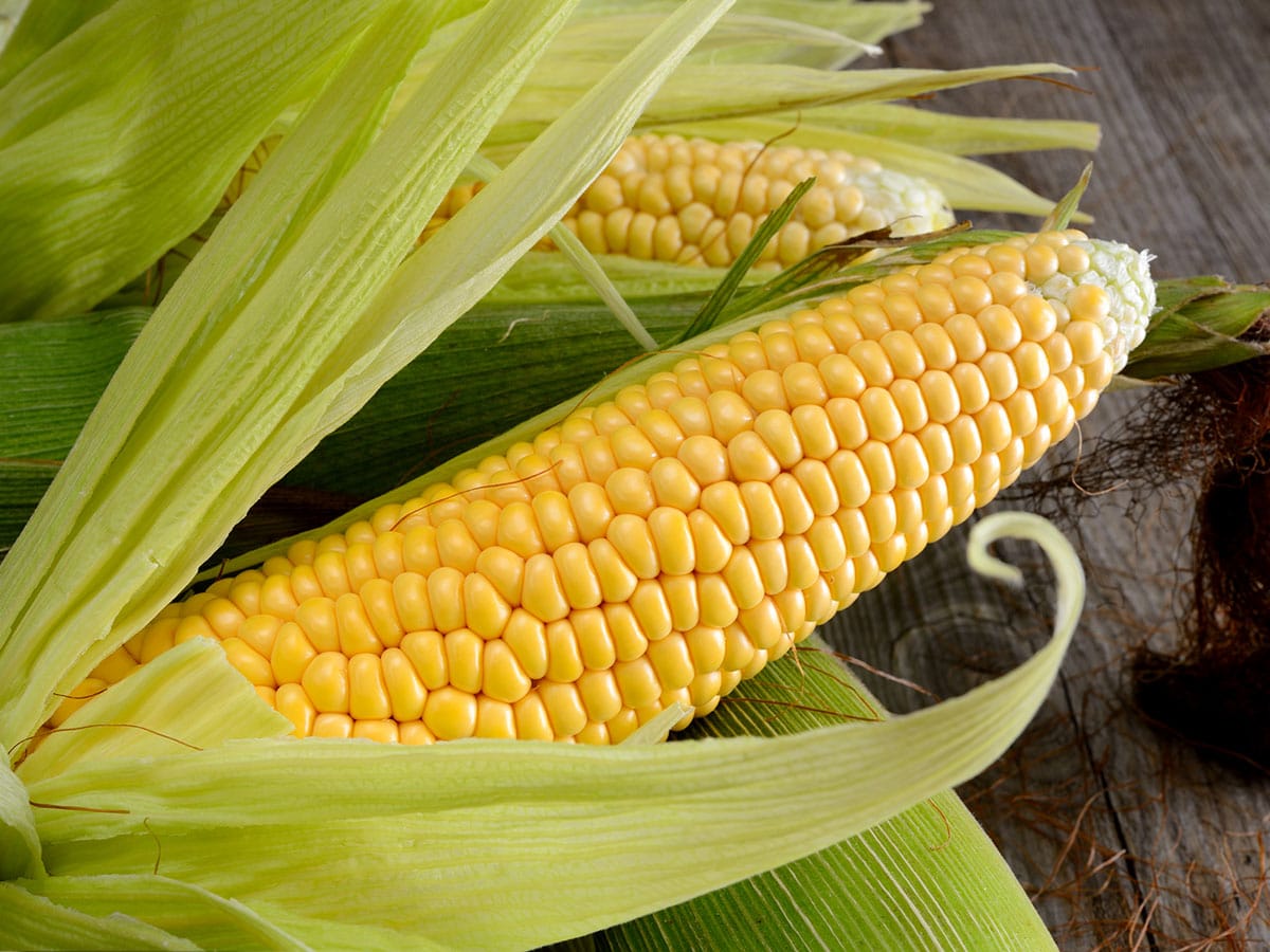 The way to tell fresh corn on the cob is when the husk is a vibrant green color, and it is tightly wrapped around the outside of the cob.