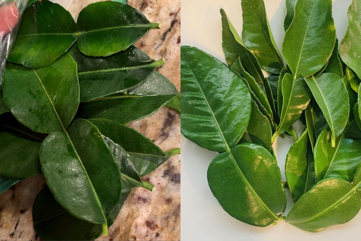 If you find an abundance of Kaffir lime leaves leftover, place them in a Ziplock bag and store them in the freezer. They will last for anywhere from 9 to 12 months.