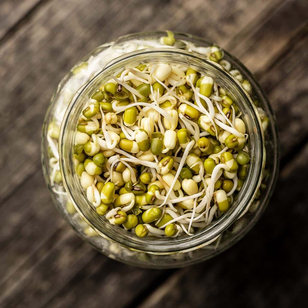 How to Grow Mung Bean Sprouts in a Jar The Fork Bite