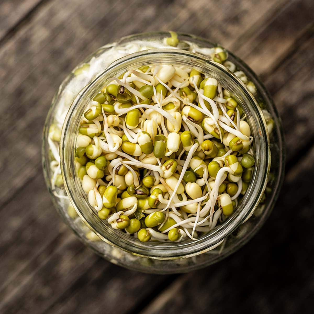 If you're trying sprouts for the first time, or you've brought them in and don't know how to grow bean sprouts in a jar, then this article is designed perfectly for you.