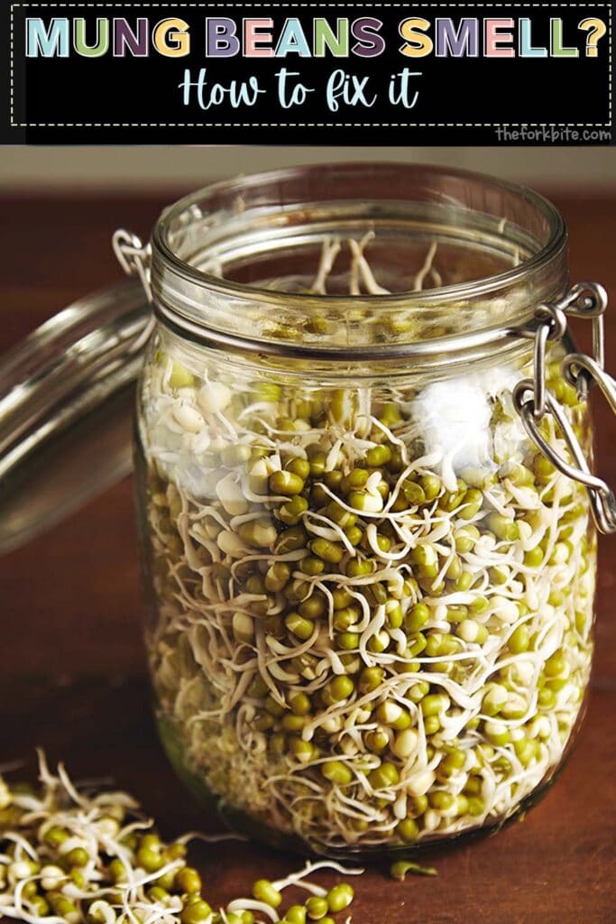 A few reasons lead to the mung bean smell. They include dampness, leaving the sprouts to sit for long periods, and letting bacteria and mold growth. 