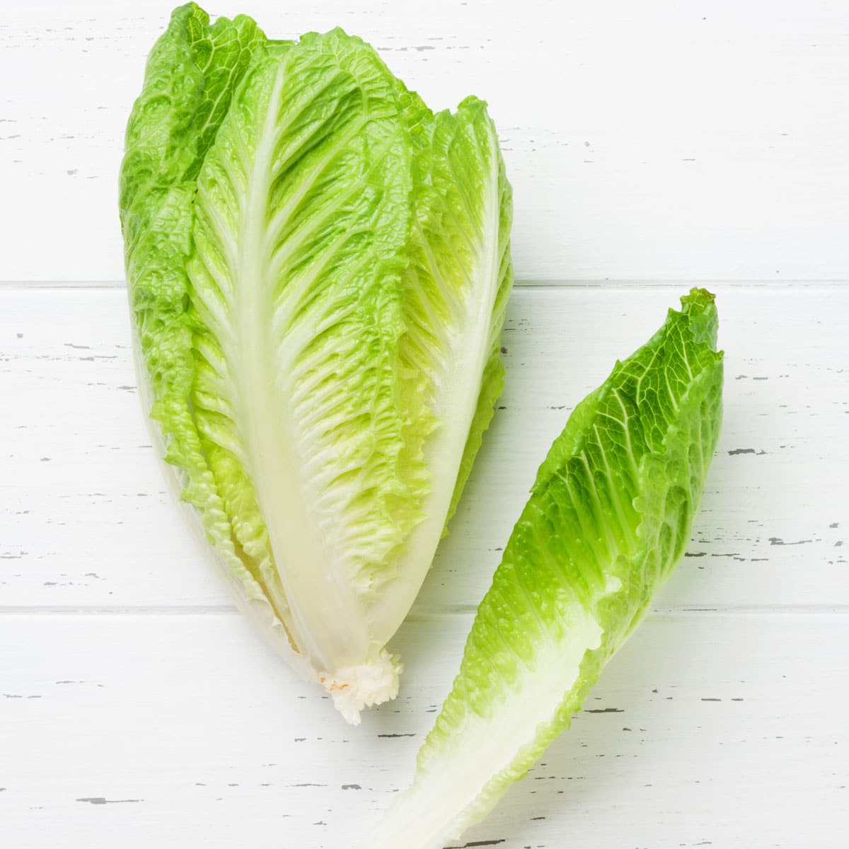 Cabbage has a round, short stem, and while they may have a few floppy outer leaves while lettuce has an elongated oblong form.