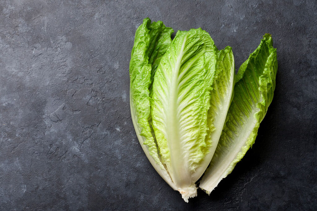 You can distinguish romaine lettuce by their deep green, long leaves, which grow to form a sort of cigar-shaped elongated head.