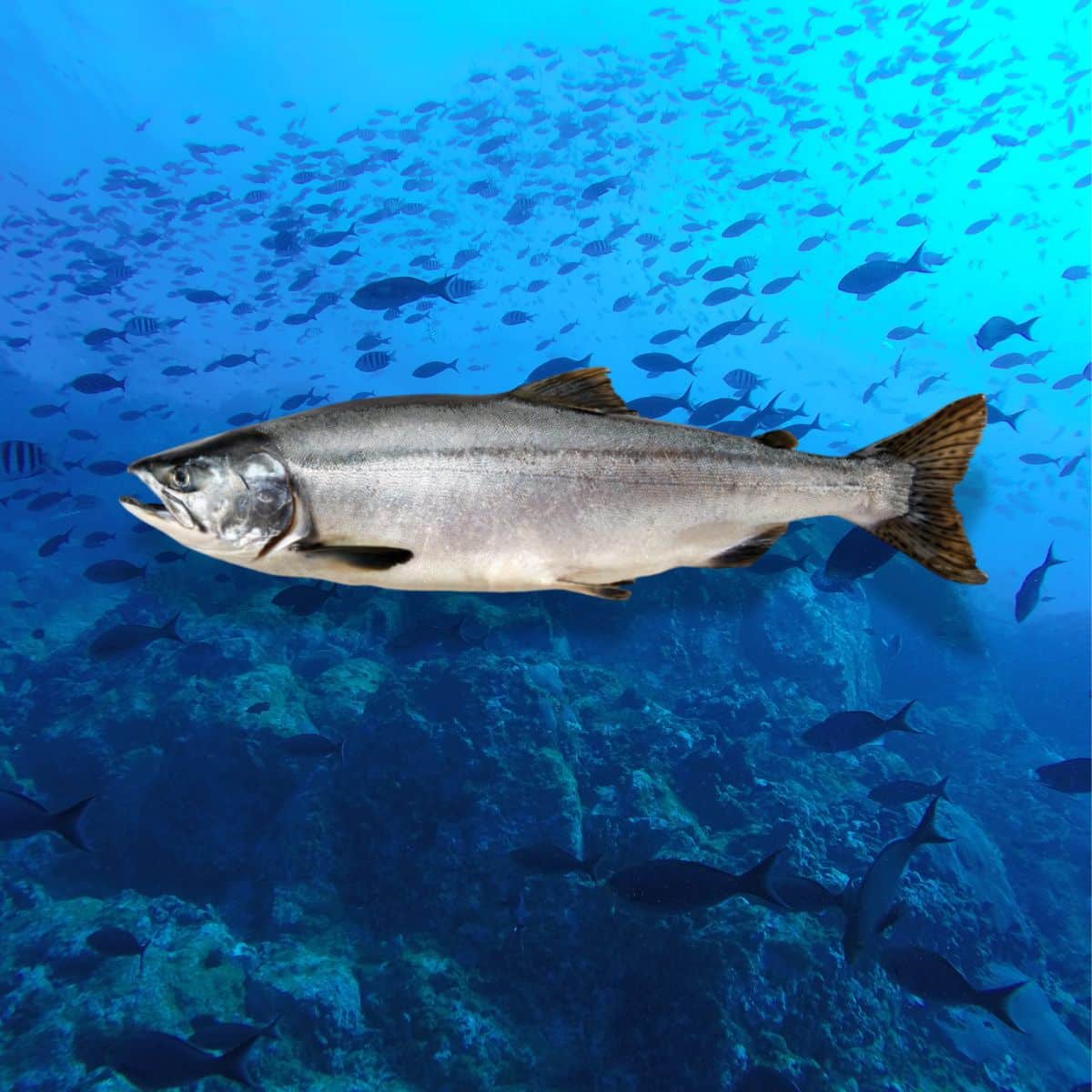 Pink salmon swimming in the ocean with a school of fish.